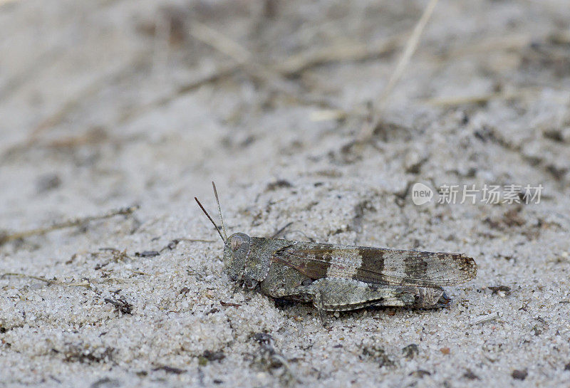 蓝翅蚱蜢(Oedipoda caerulescens)